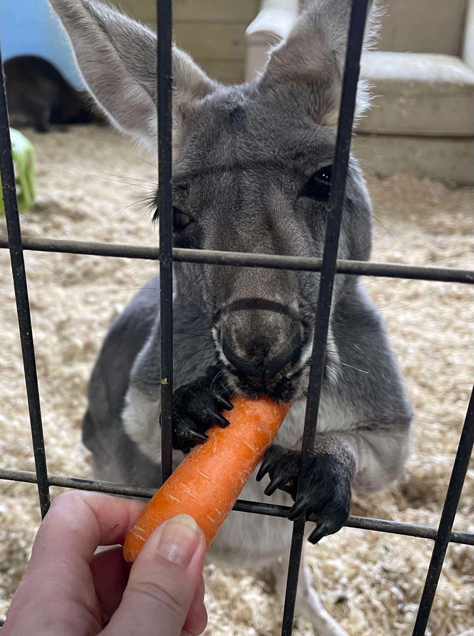 A kangaroo from Traveling Acres